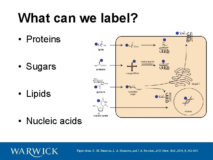 What can we label? • Proteins • Sugars • Lipids • Nucleic acids Figure
