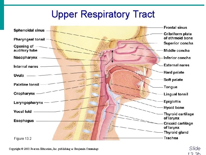 Upper Respiratory Tract Figure 13. 2 Copyright © 2003 Pearson Education, Inc. publishing as