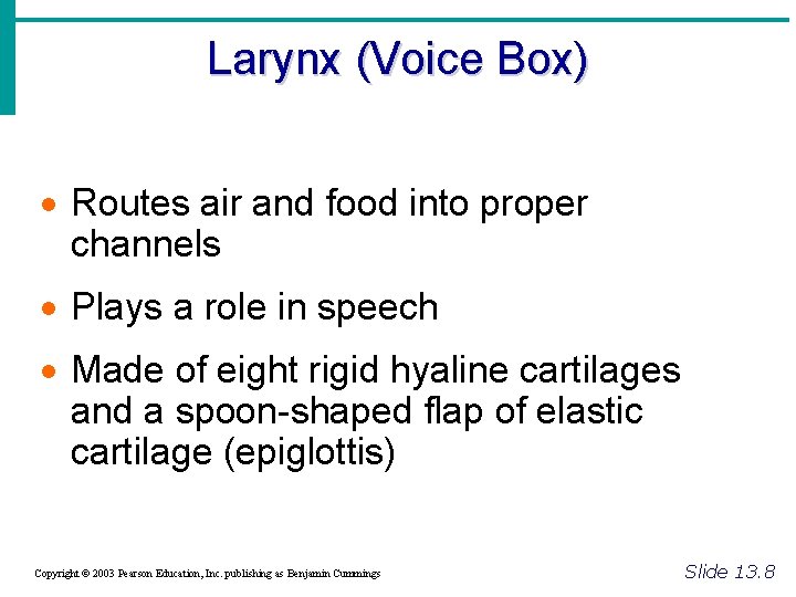 Larynx (Voice Box) · Routes air and food into proper channels · Plays a