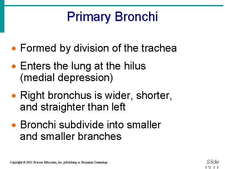 Primary Bronchi · Formed by division of the trachea · Enters the lung at