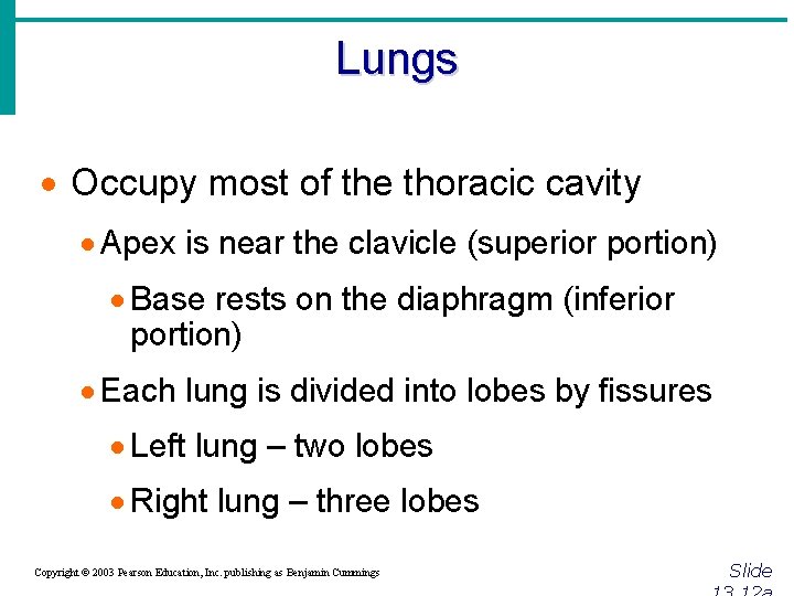 Lungs · Occupy most of the thoracic cavity · Apex is near the clavicle