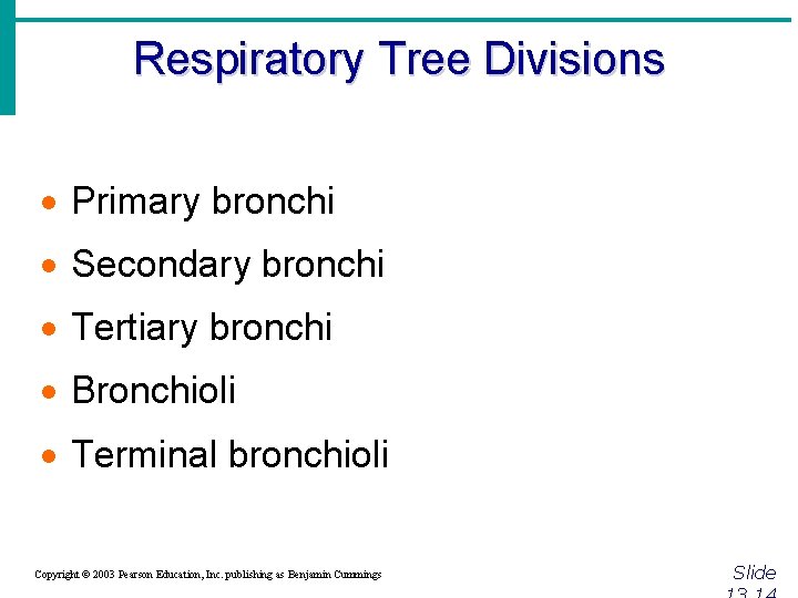 Respiratory Tree Divisions · Primary bronchi · Secondary bronchi · Tertiary bronchi · Bronchioli