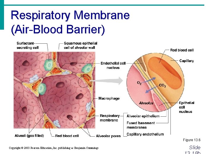 Respiratory Membrane (Air-Blood Barrier) Figure 13. 6 Copyright © 2003 Pearson Education, Inc. publishing