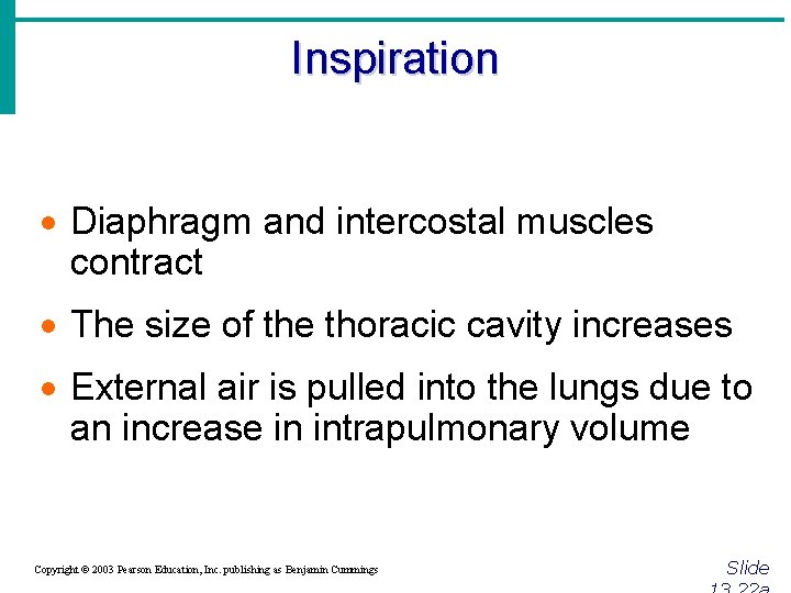 Inspiration · Diaphragm and intercostal muscles contract · The size of the thoracic cavity