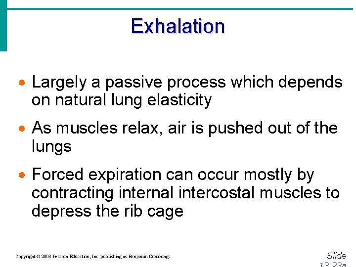 Exhalation · Largely a passive process which depends on natural lung elasticity · As