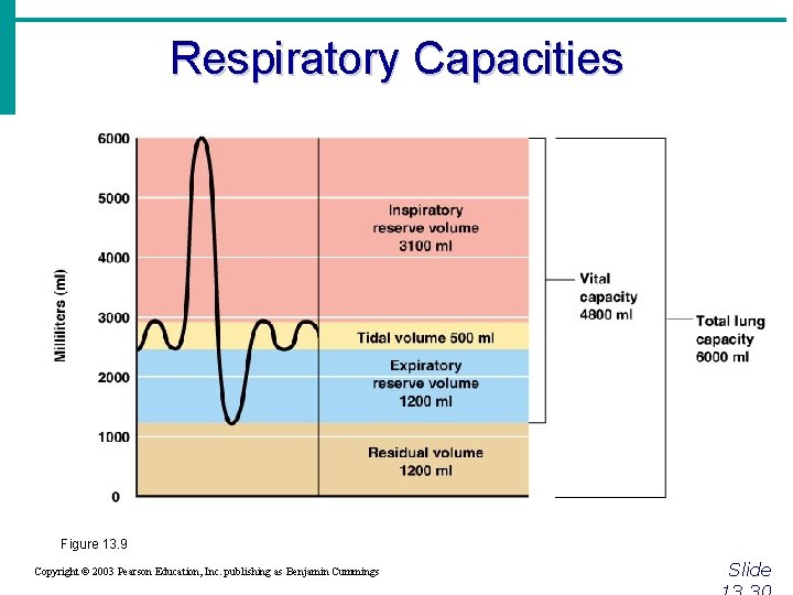 Respiratory Capacities Figure 13. 9 Copyright © 2003 Pearson Education, Inc. publishing as Benjamin