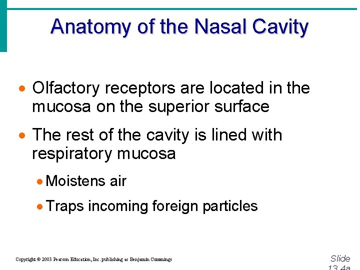 Anatomy of the Nasal Cavity · Olfactory receptors are located in the mucosa on