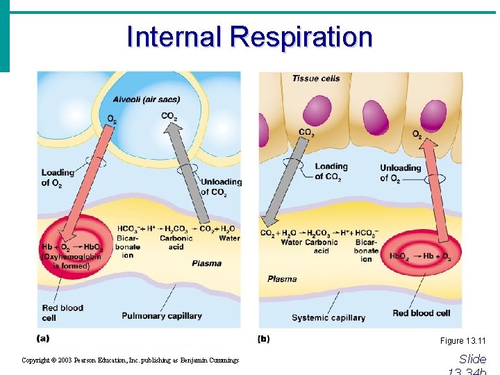 Internal Respiration Figure 13. 11 Copyright © 2003 Pearson Education, Inc. publishing as Benjamin