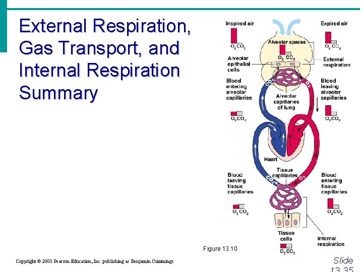 External Respiration, Gas Transport, and Internal Respiration Summary Figure 13. 10 Copyright © 2003