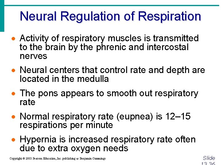 Neural Regulation of Respiration · Activity of respiratory muscles is transmitted to the brain