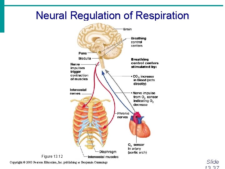 Neural Regulation of Respiration Figure 13. 12 Copyright © 2003 Pearson Education, Inc. publishing