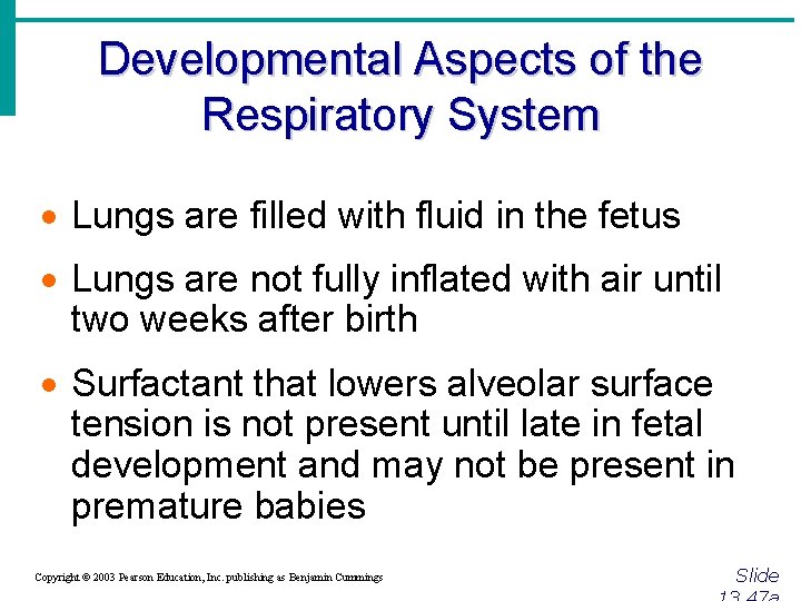 Developmental Aspects of the Respiratory System · Lungs are filled with fluid in the