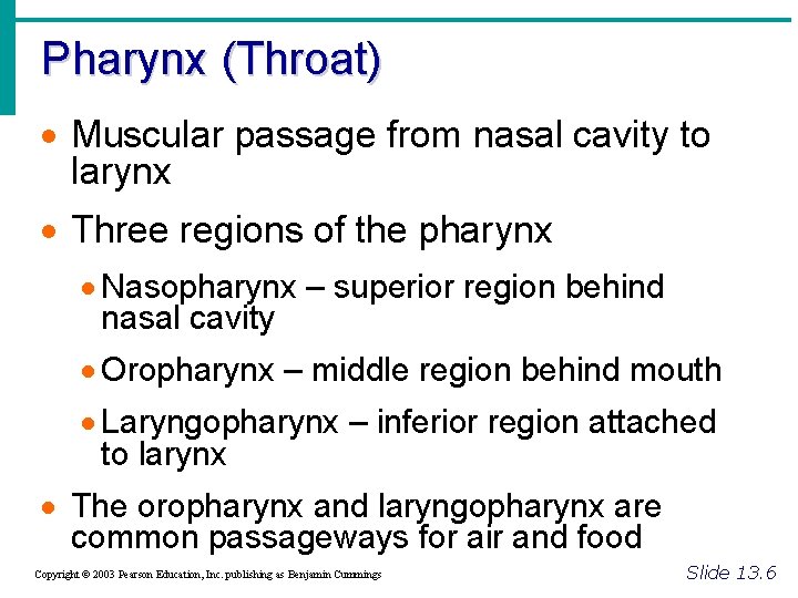 Pharynx (Throat) · Muscular passage from nasal cavity to larynx · Three regions of