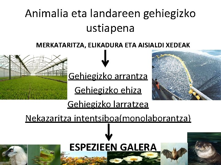 Animalia eta landareen gehiegizko ustiapena MERKATARITZA, ELIKADURA ETA AISIALDI XEDEAK Gehiegizko arrantza Gehiegizko ehiza