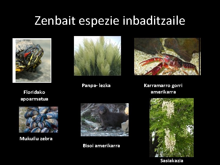 Zenbait espezie inbaditzaile Panpa- lezka Floridako apoarmatua Karramarro gorri amerikarra Mukuilu zebra Bisoi amerikarra