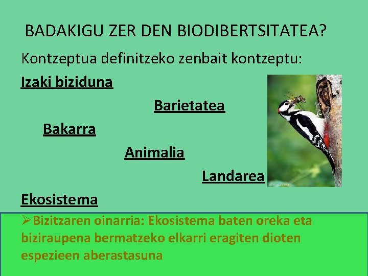 BADAKIGU ZER DEN BIODIBERTSITATEA? Kontzeptua definitzeko zenbait kontzeptu: Izaki biziduna Barietatea Bakarra Animalia Landarea