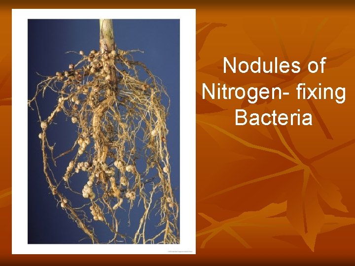 Nodules of Nitrogen- fixing Bacteria 