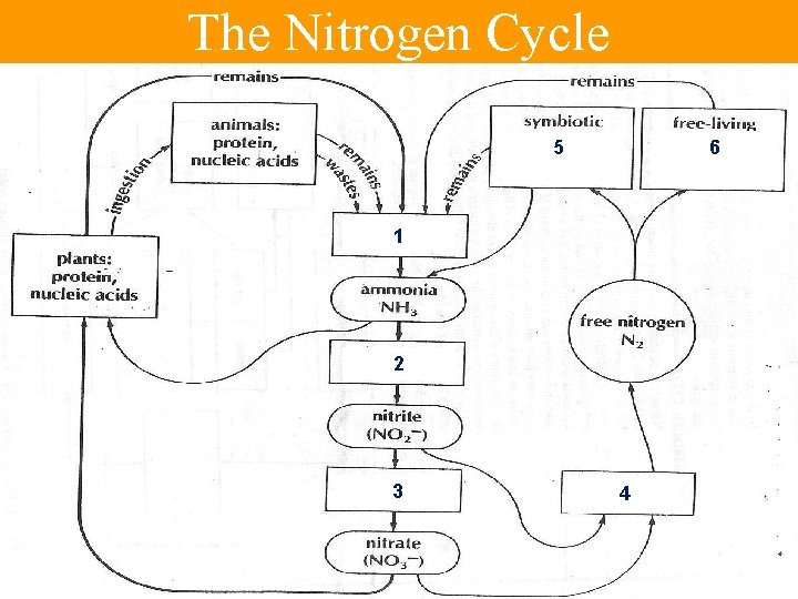 The Nitrogen Cycle 5 6 1 2 3 4 