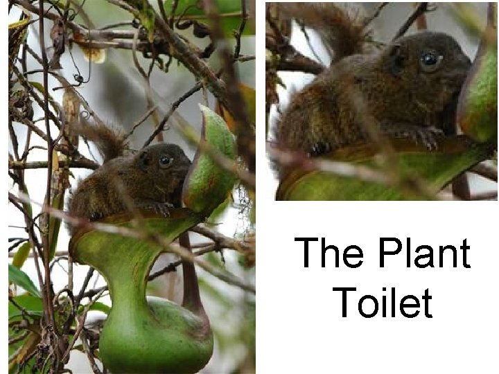 The Plant Toilet 