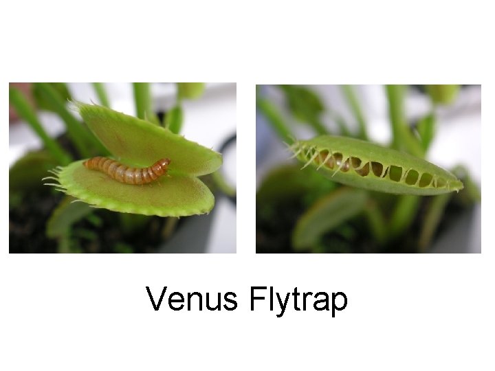 Venus Flytrap 