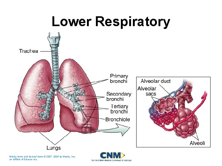 Lower Respiratory Mosby items and derived items © 2007, 2004 by Mosby, Inc. ,