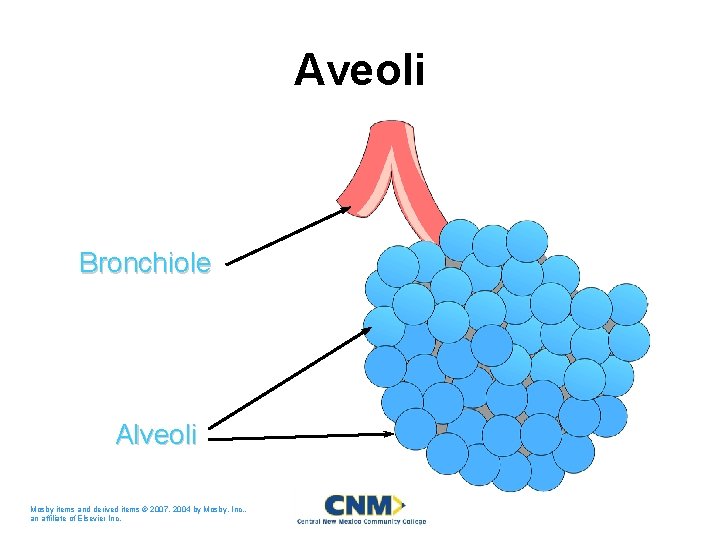 Aveoli Bronchiole Alveoli Mosby items and derived items © 2007, 2004 by Mosby, Inc.