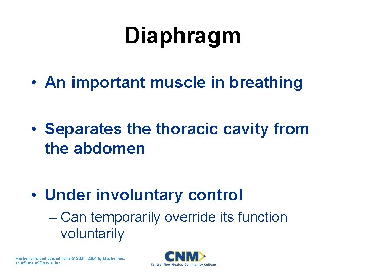 Diaphragm • An important muscle in breathing • Separates the thoracic cavity from the