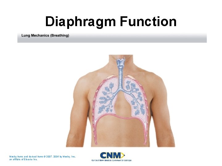 Diaphragm Function Mosby items and derived items © 2007, 2004 by Mosby, Inc. ,