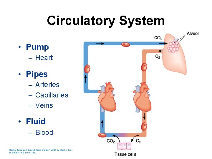 Circulatory System • Pump – Heart • Pipes – Arteries – Capillaries – Veins