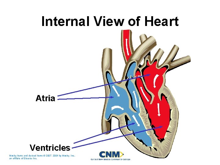 Internal View of Heart Atria Ventricles Mosby items and derived items © 2007, 2004 Internal View of Heart Atria Ventricles Mosby items and derived items © 2007, 2004