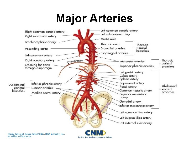 Major Arteries Mosby items and derived items © 2007, 2004 by Mosby, Inc. ,