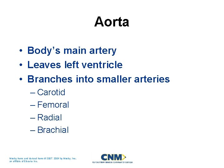 Aorta • Body’s main artery • Leaves left ventricle • Branches into smaller arteries