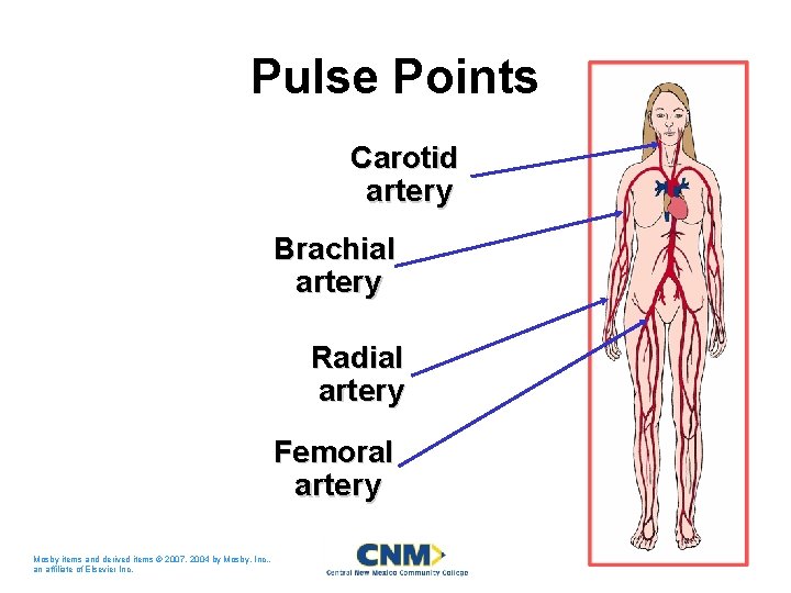 Pulse Points Carotid artery Brachial artery Radial artery Femoral artery Mosby items and derived
