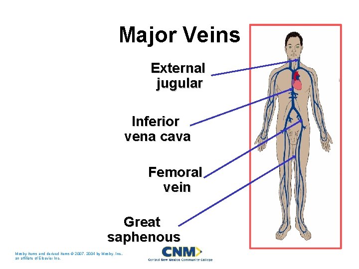 Major Veins External jugular Inferior vena cava Femoral vein Great saphenous Mosby items and Major Veins External jugular Inferior vena cava Femoral vein Great saphenous Mosby items and