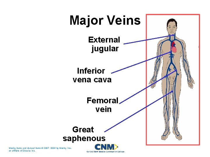 Major Veins External jugular Inferior vena cava Femoral vein Great saphenous Mosby items and