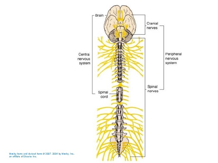 Mosby items and derived items © 2007, 2004 by Mosby, Inc. , an affiliate