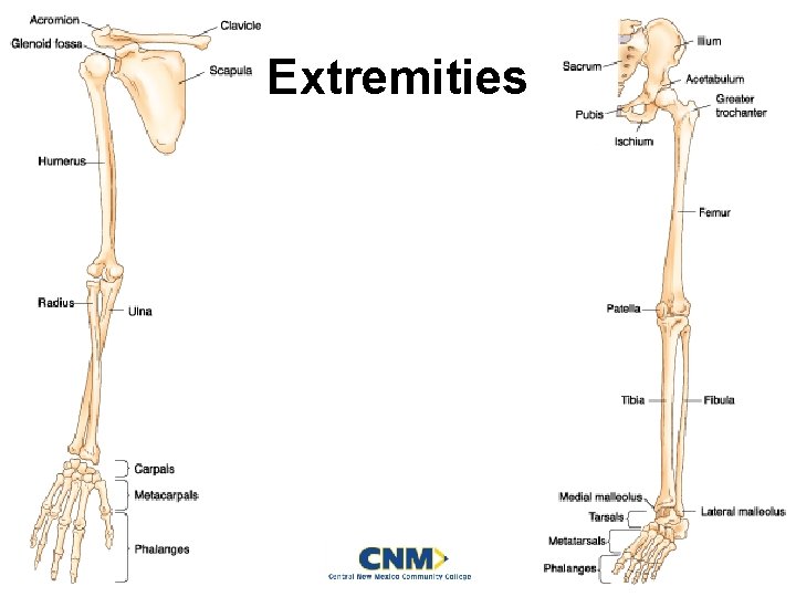 Extremities Mosby items and derived items © 2007, 2004 by Mosby, Inc. , an