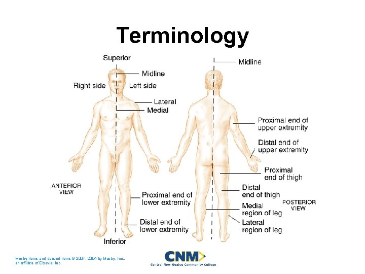 Terminology Mosby items and derived items © 2007, 2004 by Mosby, Inc. , an