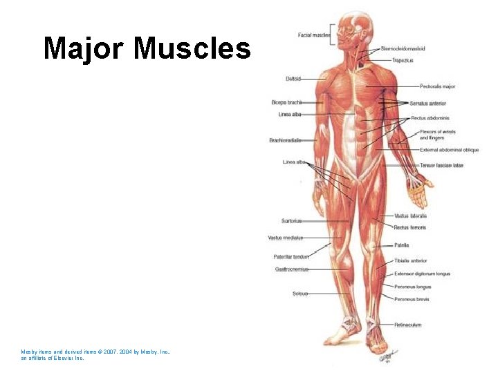 Major Muscles Mosby items and derived items © 2007, 2004 by Mosby, Inc. ,