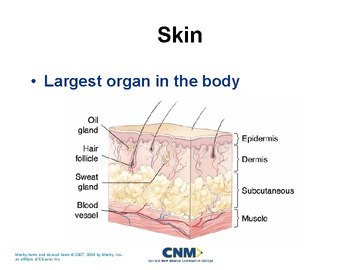 Skin • Largest organ in the body Mosby items and derived items © 2007,