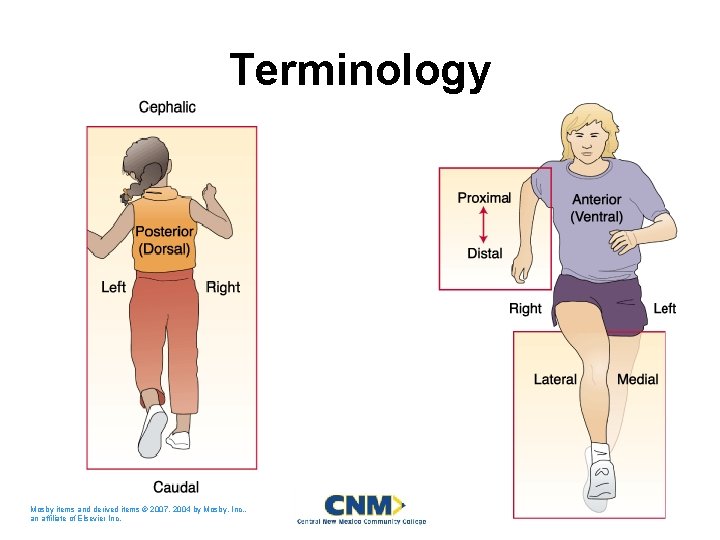 Terminology Mosby items and derived items © 2007, 2004 by Mosby, Inc. , an