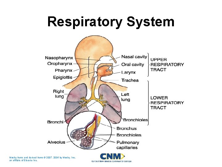 Respiratory System Mosby items and derived items © 2007, 2004 by Mosby, Inc. ,