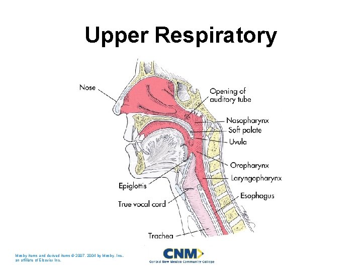 Upper Respiratory Mosby items and derived items © 2007, 2004 by Mosby, Inc. , Upper Respiratory Mosby items and derived items © 2007, 2004 by Mosby, Inc. ,