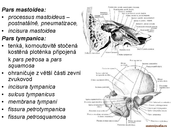 Pars mastoidea: • processus mastoideus – postnatálně, pneumatizace, • incisura mastoidea Pars tympanica: •