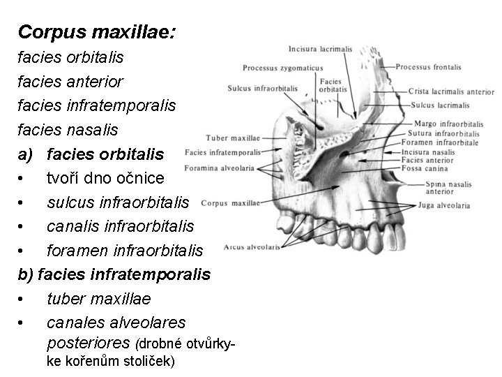 Corpus maxillae: facies orbitalis facies anterior facies infratemporalis facies nasalis a) facies orbitalis •