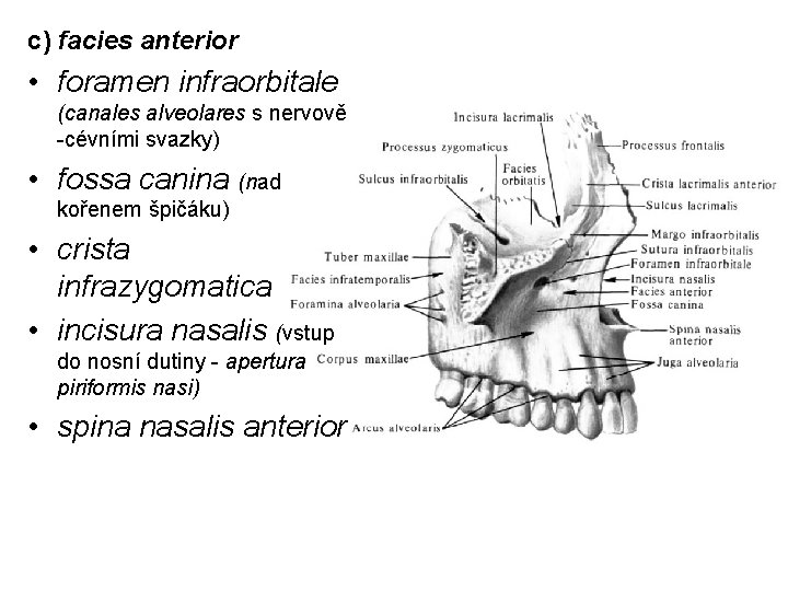 c) facies anterior • foramen infraorbitale (canales alveolares s nervově -cévními svazky) • fossa