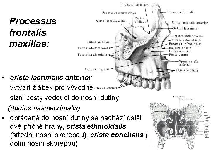 Processus frontalis maxillae: • crista lacrimalis anterior vytváří žlábek pro vývodné slzní cesty vedoucí