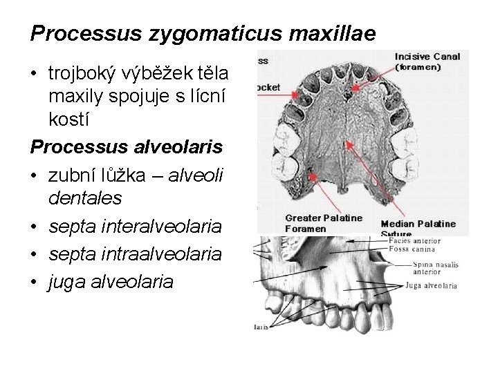 Processus zygomaticus maxillae • trojboký výběžek těla maxily spojuje s lícní kostí Processus alveolaris