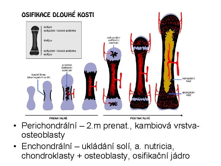  • Perichondrální – 2. m prenat. , kambiová vrstvaosteoblasty • Enchondrální – ukládání