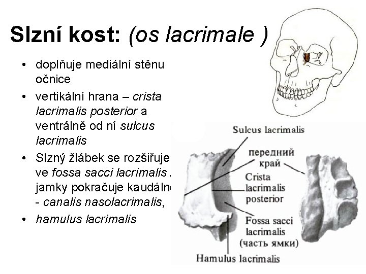 Slzní kost: (os lacrimale ) • doplňuje mediální stěnu očnice • vertikální hrana –